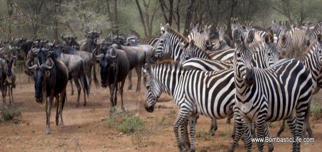 Safari in Tanzania